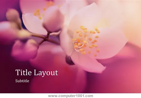 Cherry Blossom Nature Presentation (Widescreen)
